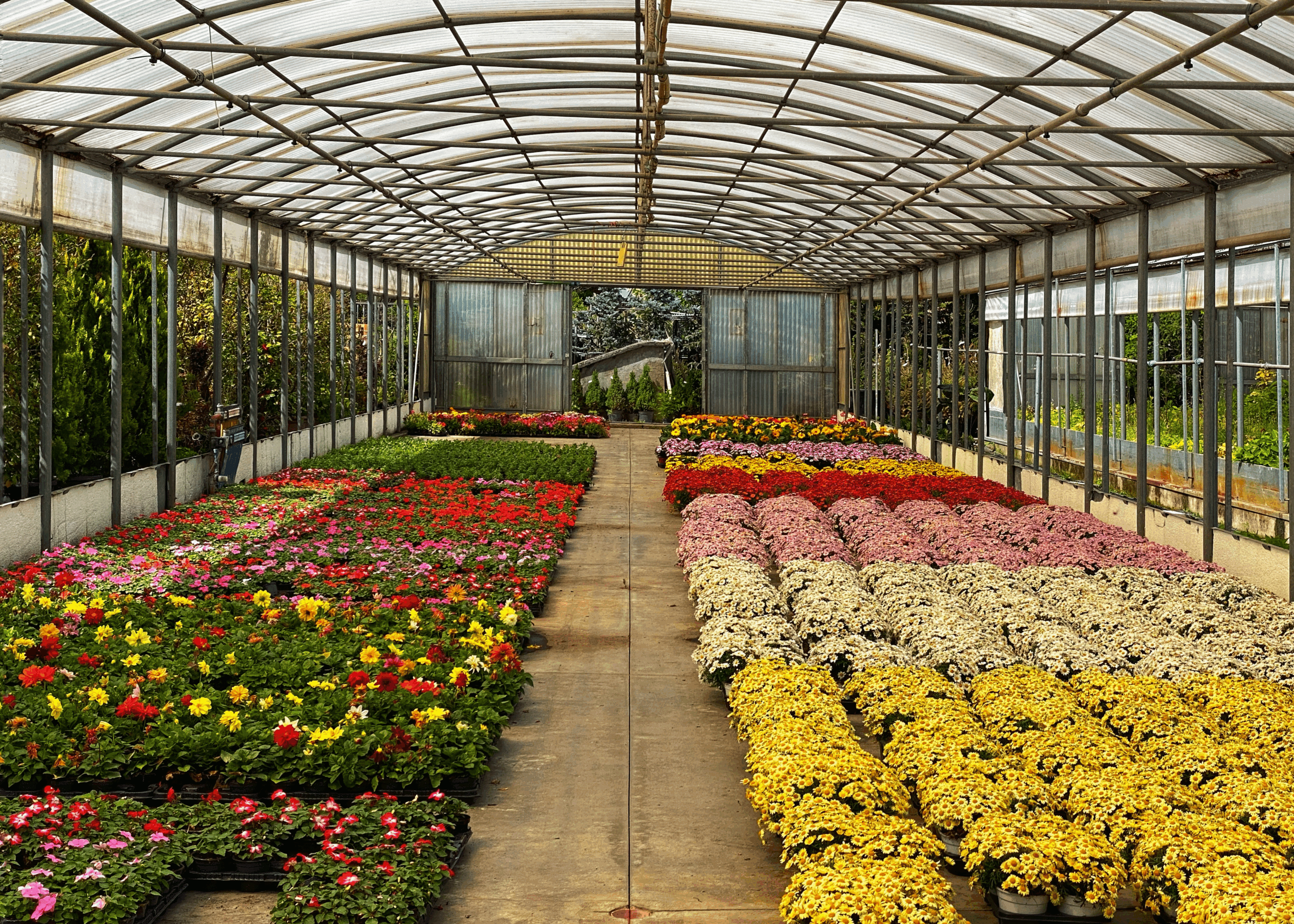 Wholesale Nurseries 2 - First City Payments Untitled design 11 - Wholesale Nurseries - First City Payments